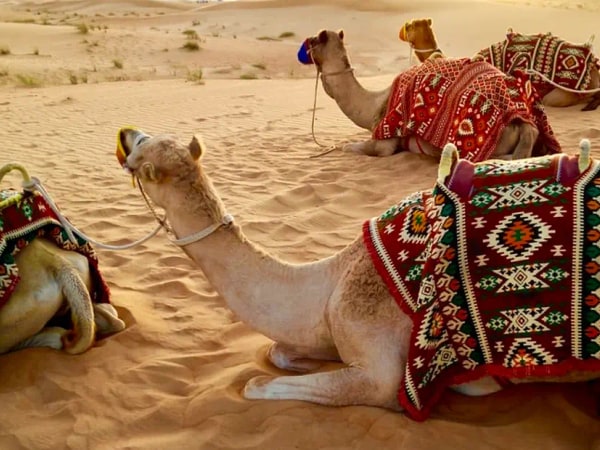 Evening Desert Safari Experience from Abu Dhabi